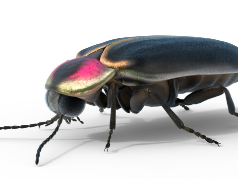 Genji firefly Model 3D