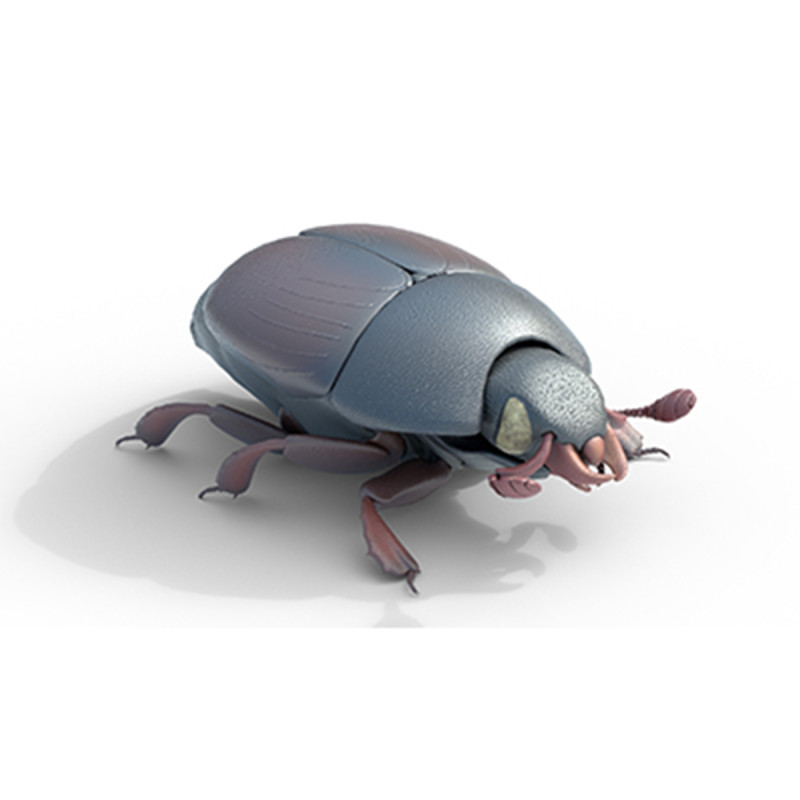 Harmonia axyridis beetle 3D Model .c4d .max .obj .3ds .fbx .stl .blend 