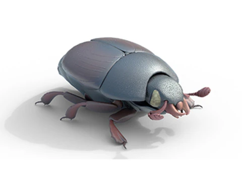 हरमोनिया एक्सिरिडिस बीटल 3D मॉडल