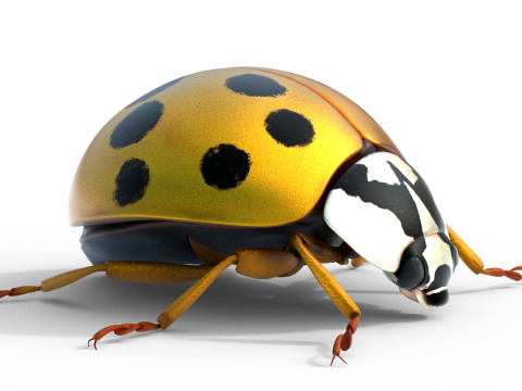 Harmonia axyridis beetle 3D Model