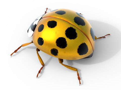 Harmonia axyridis beetle 3D Model