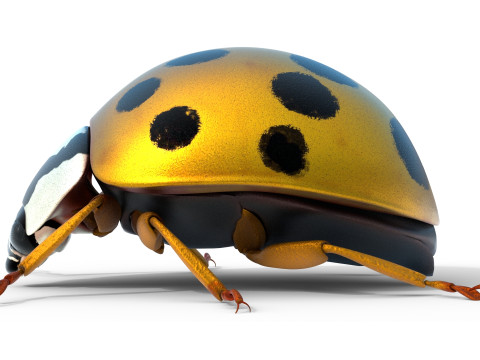 Harmonia axyridis beetle 3D Model