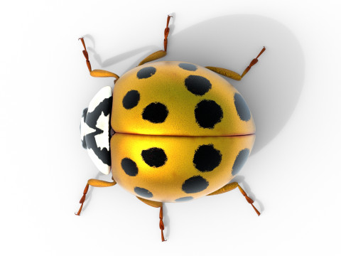 Harmonia axyridis beetle 3D Model