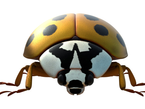 Harmonia axyridis beetle 3D Model