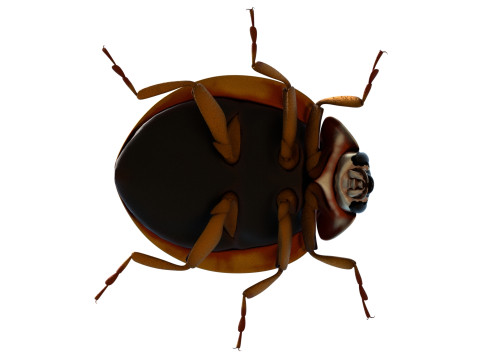 Harmonia axyridis beetle 3D Model
