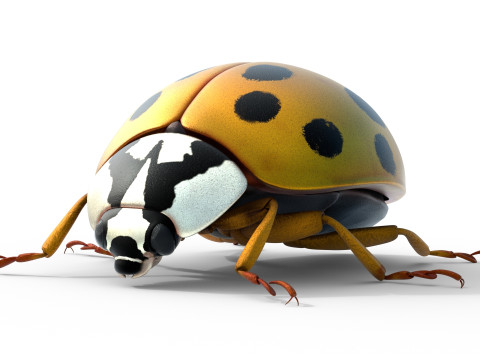 Harmonia axyridis beetle 3D Model