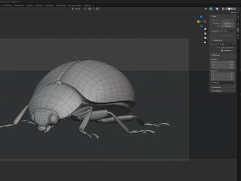 Harmonia axyridis beetle 3D Model
