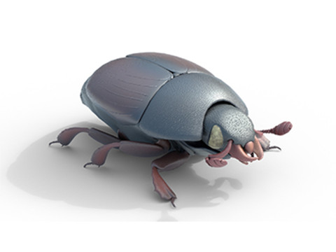 Hister beetle Modelo 3D