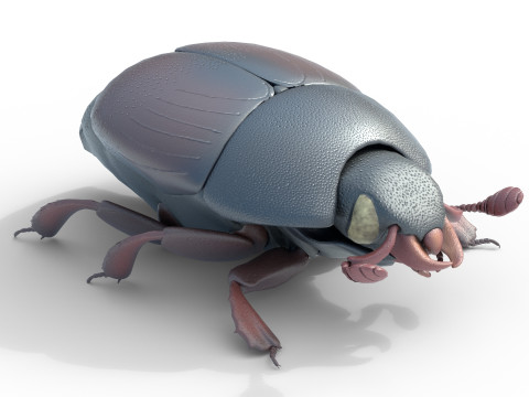 Hister beetle 3D Модель