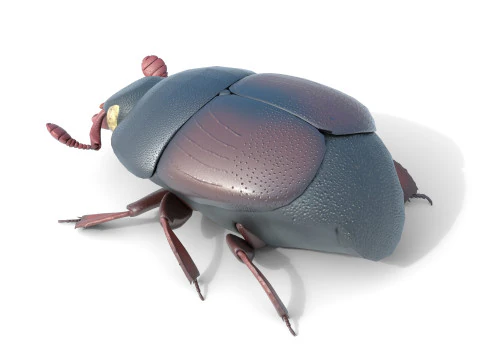 ヒシムシ 3Dモデル