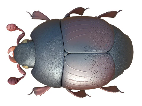 ヒシムシ 3Dモデル