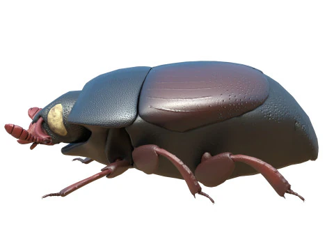 ヒシムシ 3Dモデル