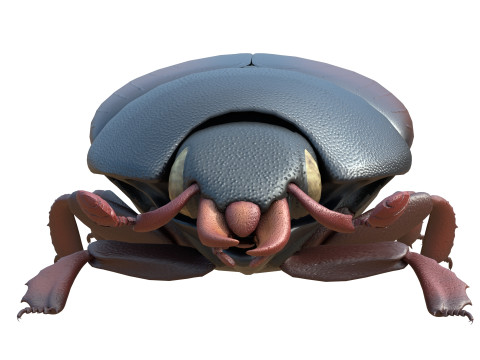 Hister beetle 3D Модель