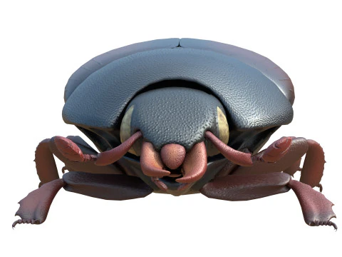 ヒシムシ 3Dモデル