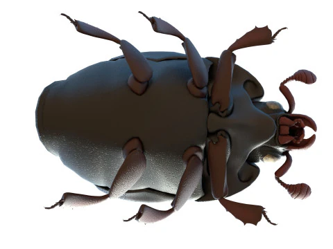 ヒシムシ 3Dモデル