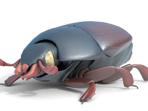 ヒシムシ 3Dモデル