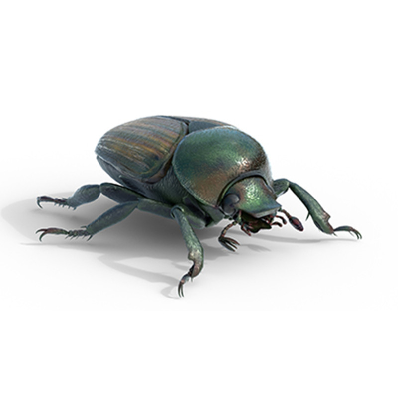 Japanese beetle 3D 모델 .c4d .max .obj .3ds .fbx .stl .blend 