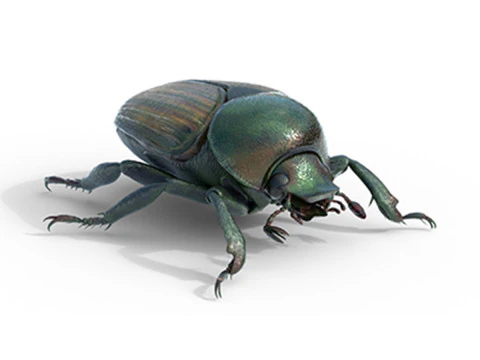 जापानी भृंग 3D मॉडल