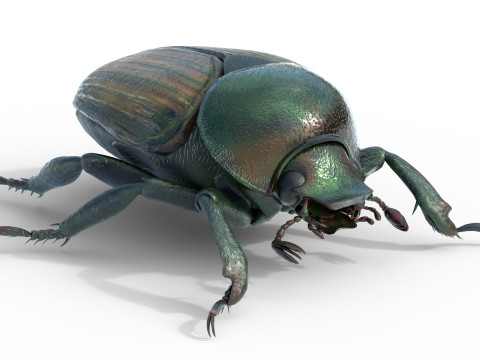 Japanese beetle 3D 모델
