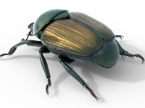 Japanese beetle 3D 모델