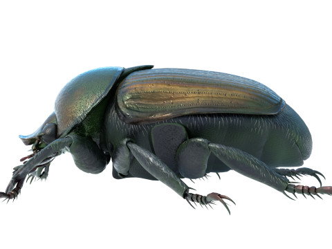 Japanese beetle 3D 모델