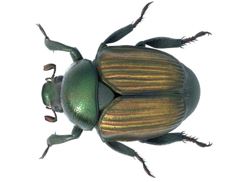 Japanese beetle 3D 모델