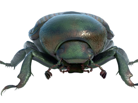 Japanese beetle 3D 모델