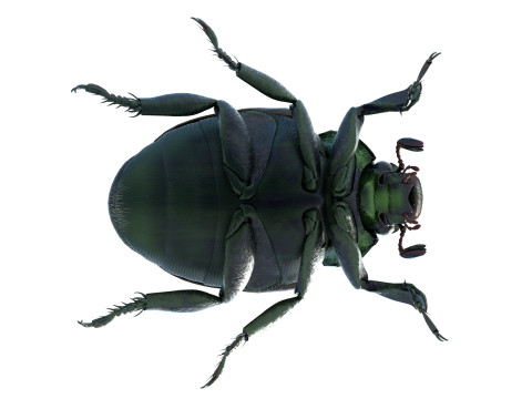 Japanese beetle 3D 모델