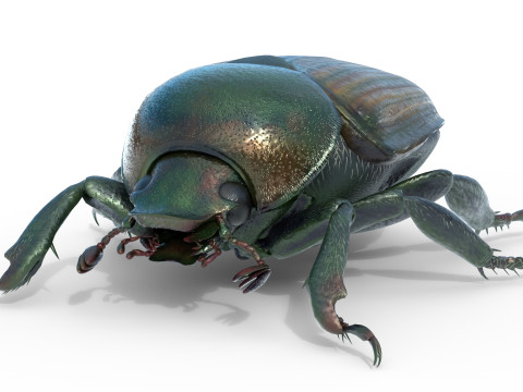 Japanese beetle 3D 모델
