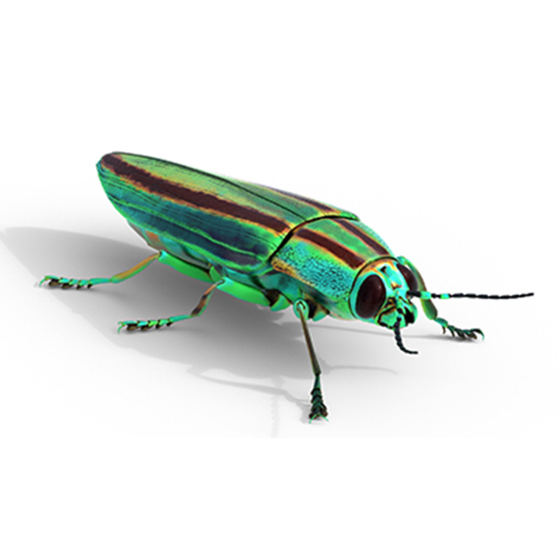Jewel Beetle 3D Model .c4d .max .obj .3ds .fbx .stl .blend 