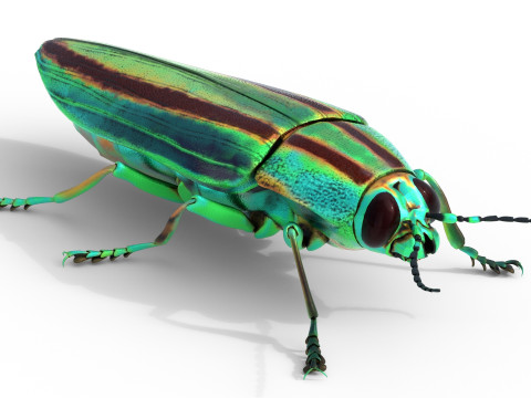 Jewel Beetle 3D Model