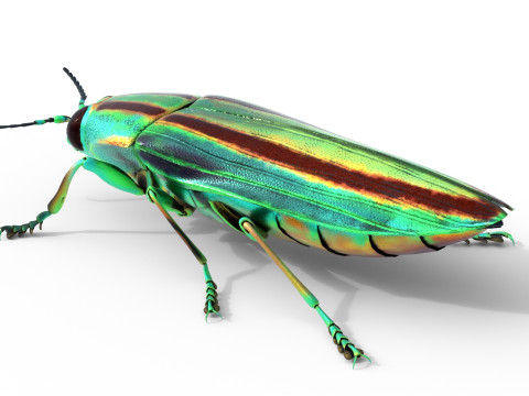 Jewel Beetle 3D Model