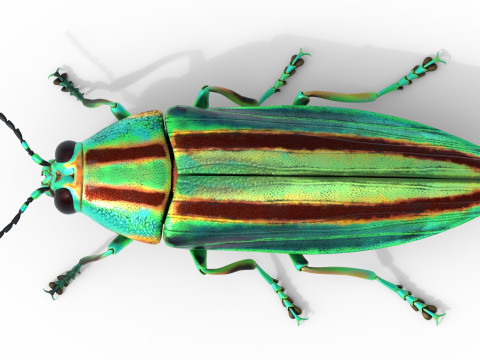 Jewel Beetle 3D Model