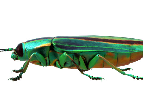 Jewel Beetle 3D Model