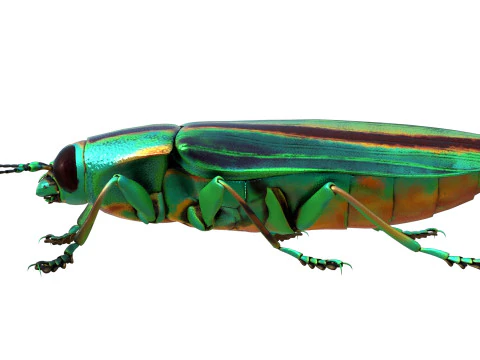 Juwelenk&auml;fer 3D Modell