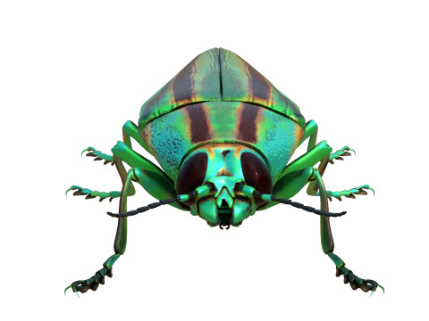 Jewel Beetle 3D Model