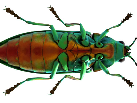 Jewel Beetle 3D Model
