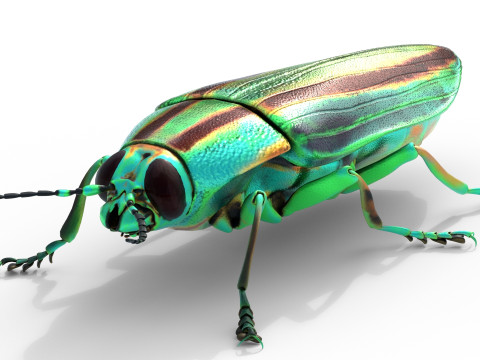 Jewel Beetle 3D Model