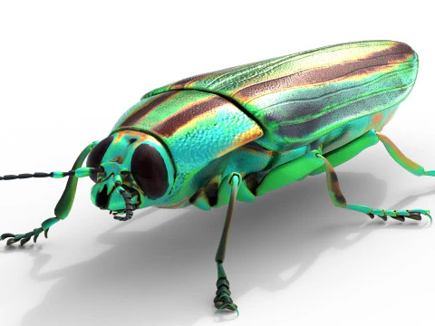 Juwelenk&auml;fer 3D Modell