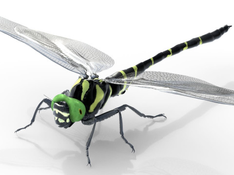 Jumbo dragonfly Modèle 3D