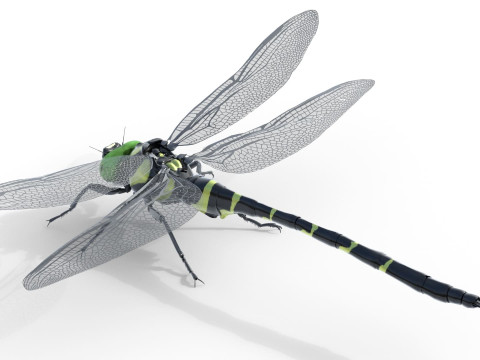 Jumbo dragonfly Modèle 3D