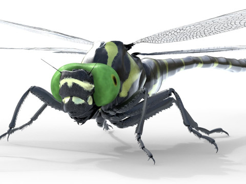 Jumbo dragonfly Modèle 3D