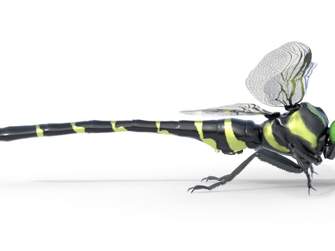 Jumbo dragonfly Modèle 3D