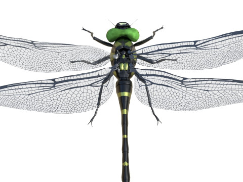 Jumbo dragonfly Modèle 3D