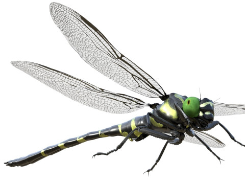 Jumbo dragonfly Modèle 3D