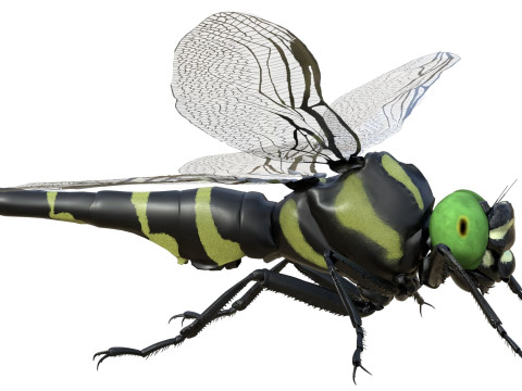 Jumbo dragonfly Modèle 3D