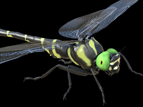Jumbo dragonfly Modèle 3D