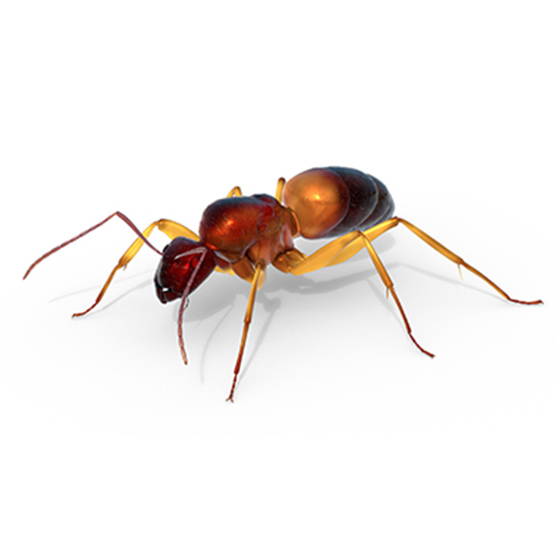 Lesser Red Carpenter Ant 3D 模型 .c4d .max .obj .3ds .fbx .stl .blend 