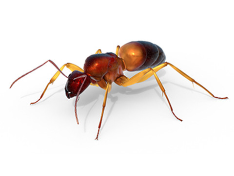 Lesser Red Carpenter Ant Modelo 3D