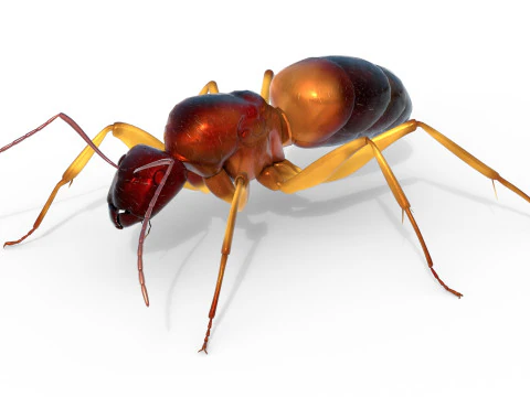 Semut Tukang Kayu Merah Kecil Model 3D